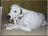 Dalmatians Rule!