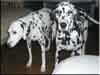 Dalmatians Rule!
