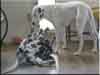 Dalmatians Rule!