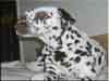 Dalmatians Rule!