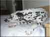 Dalmatians Rule!