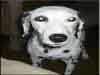 Dalmatians Rule!