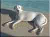 Dalmatians Rule!