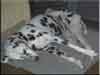 Dalmatians Rule!