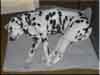 Dalmatians Rule!