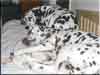 Dalmatians Rule!