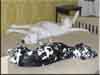 Dalmatians Rule!