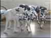 Dalmatians Rule!