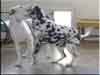 Dalmatians Rule!