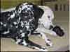 Dalmatians Rule!