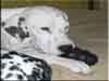 Dalmatians Rule!
