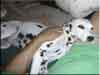 Dalmatians Rule!