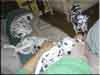 Dalmatians Rule!