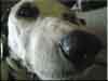Dalmatians Rule!