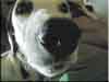 Dalmatians Rule!