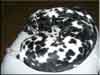 Dalmatians Rule!