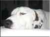 Dalmatians Rule!