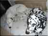 Dalmatians Rule!