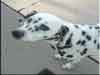 Dalmatians Rule!
