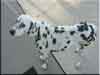 Dalmatians Rule!