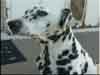 Dalmatians Rule!
