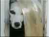 Dalmatians Rule!