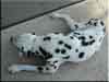Dalmatians Rule!