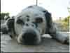 Dalmatians Rule!