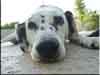 Dalmatians Rule!