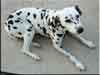 Dalmatians Rule!