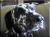 Dalmatians Rule!