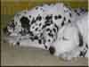 Dalmatians Rule!