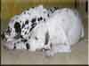 Dalmatians Rule!