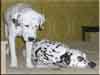 Dalmatians Rule!