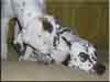 Dalmatians Rule!