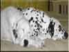 Dalmatians Rule!