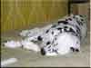 Dalmatians Rule!