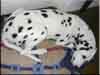 Dalmatians Rule!