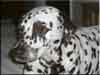 Dalmatians Rule!