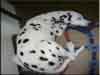 Dalmatians Rule!