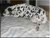Dalmatians Rule!