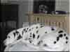 Dalmatians Rule!