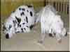 Dalmatians Rule!