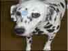 Dalmatians Rule!
