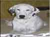 Dalmatians Rule!