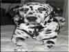 Dalmatians Rule!