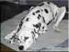 Dalmatians Rule!