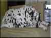 Dalmatians Rule!