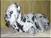 Dalmatians Rule!