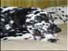 Dalmatians Rule!